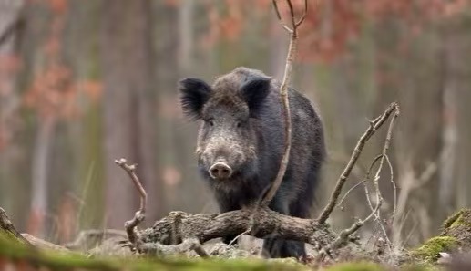 Evite ser atacado por animales salvajes durante la supervivencia salvaje